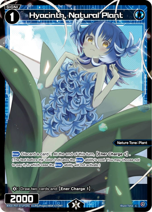 WXDi-P07-71P Hyacinth, Natural Plant