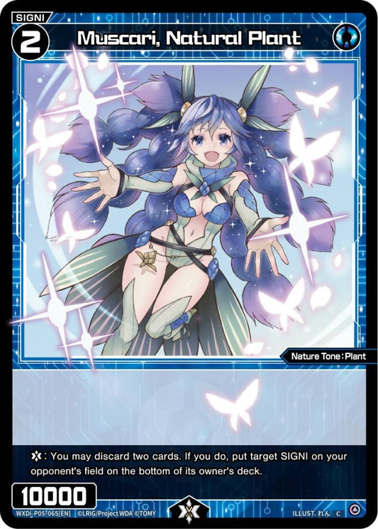 WXDi-P05-065 Muscari, Natural Plant